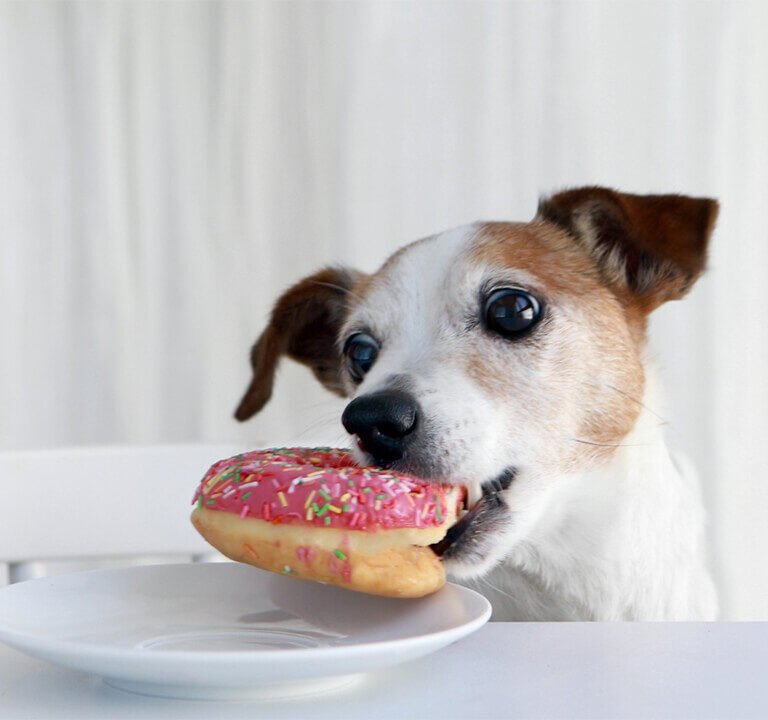 alimentos proibidos para cães