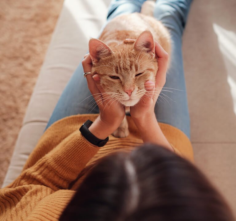 Gato Gosta de Ser Humano ou Não