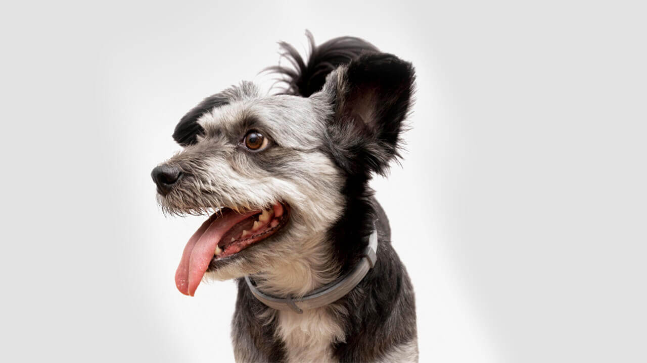 Vira-lata: conheça as vantagens de ter um cão sem raça definida como  companheiro, É o Bicho