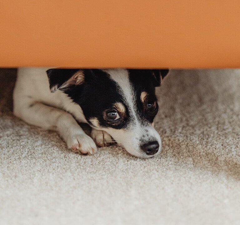 cachorro comendo cocô