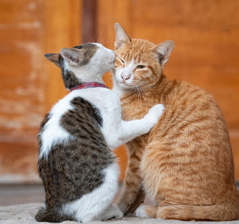 Gatos no Cio