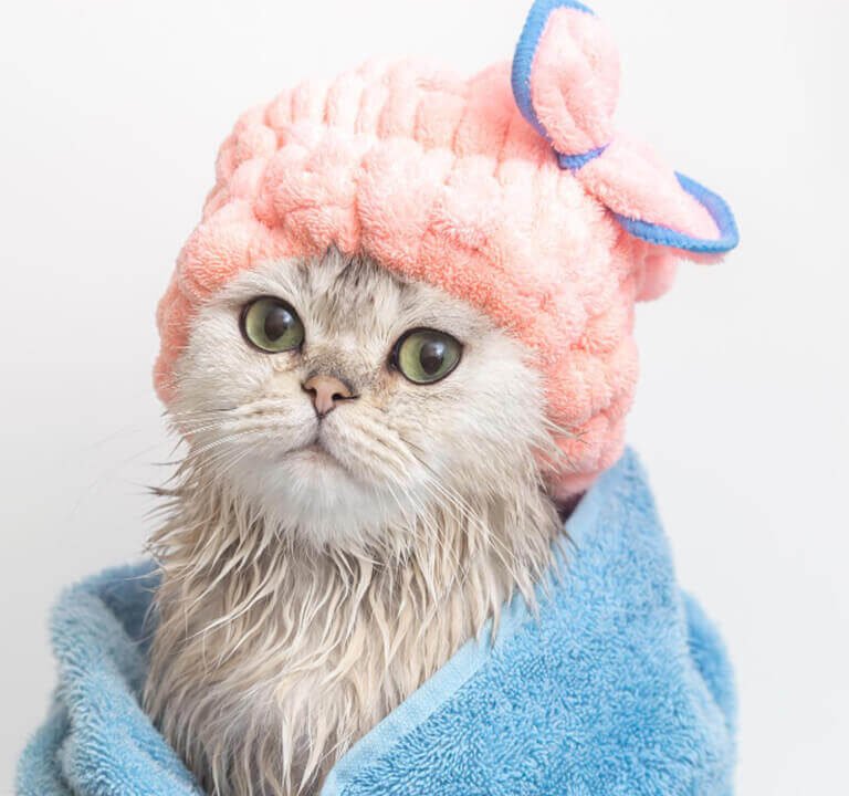 Banho em Gato