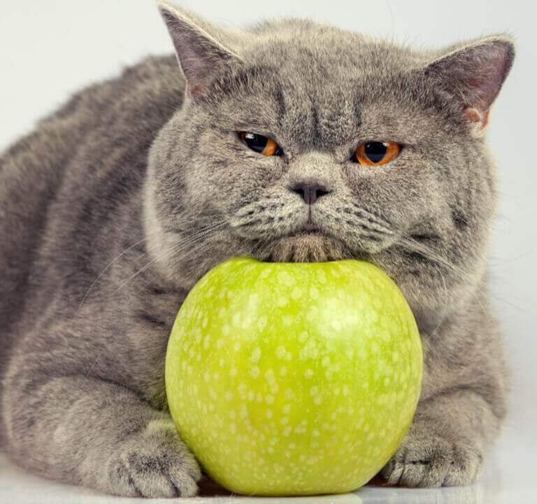 Frutas que Gatos Comem