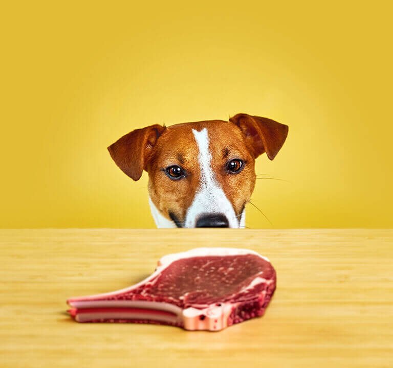 carne para cachorros