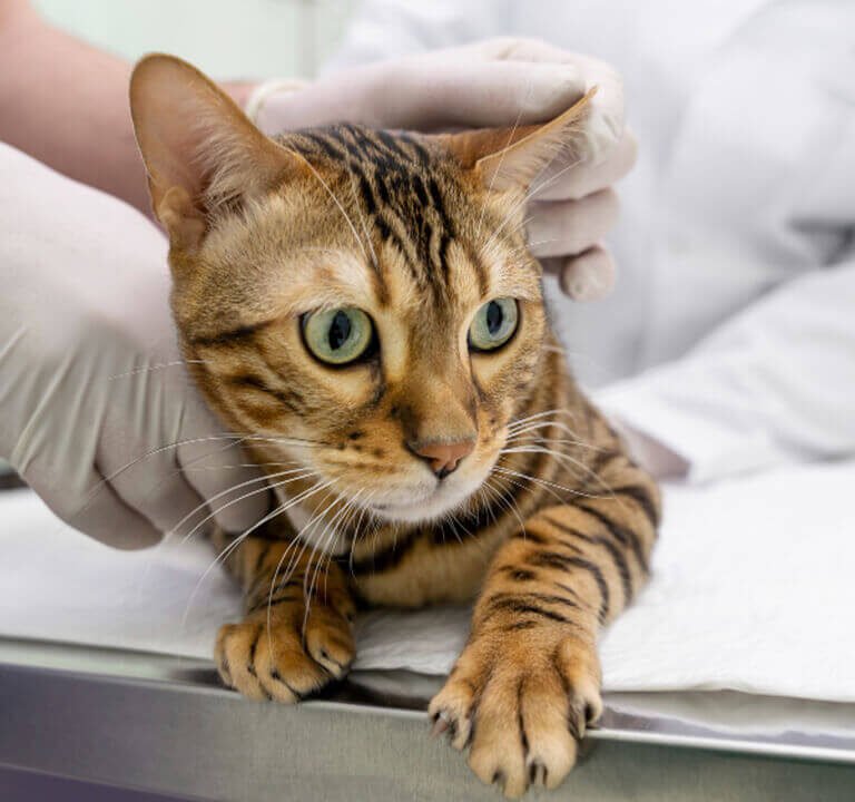 insuficiência renal em gatos