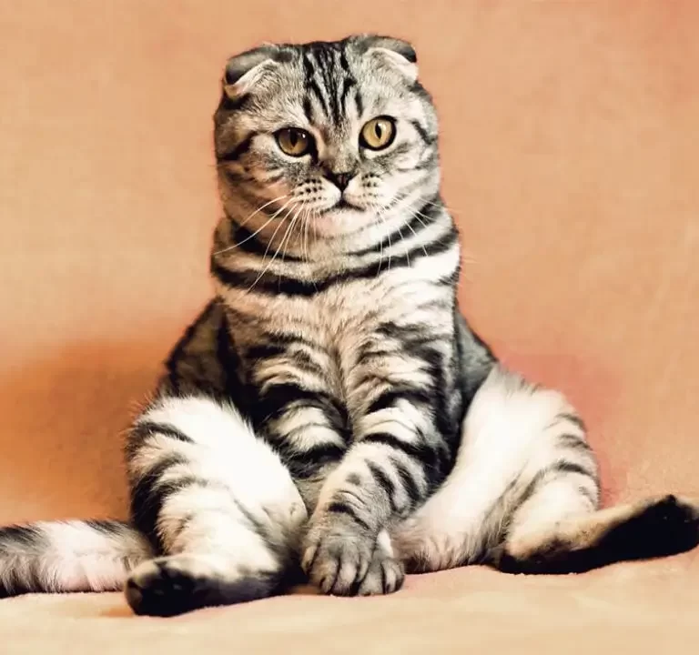 Gato de Pelo Curto Americano