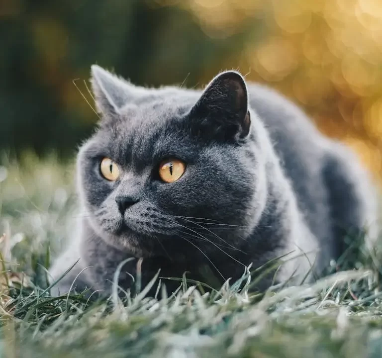 Gato de Pelo Curto Inglês