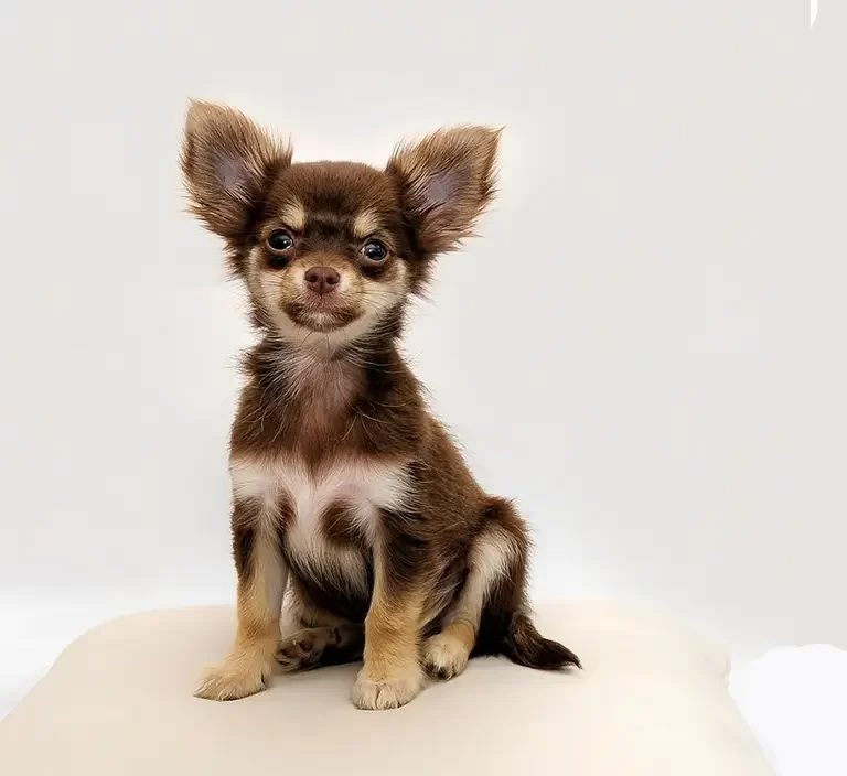 Cachorrinho Pequeno