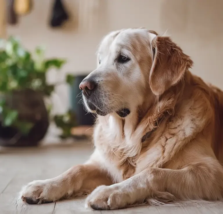 Cachorro Vive Quantos Anos