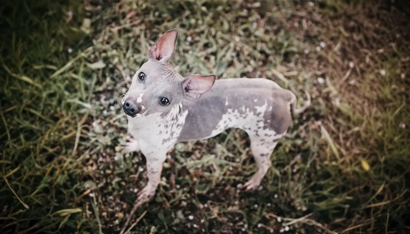 Cachorro Sem Pelo Raça