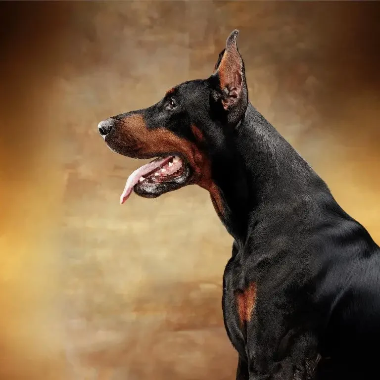 Doberman Personalidade