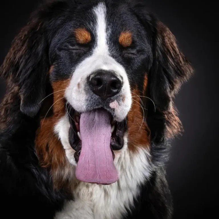 Cão Bernese