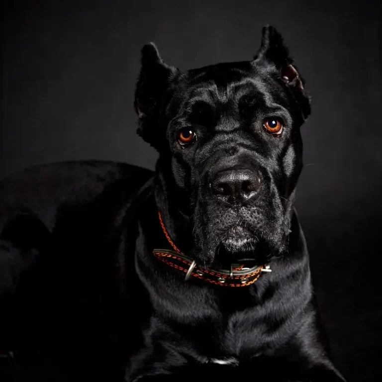 cães de guarda