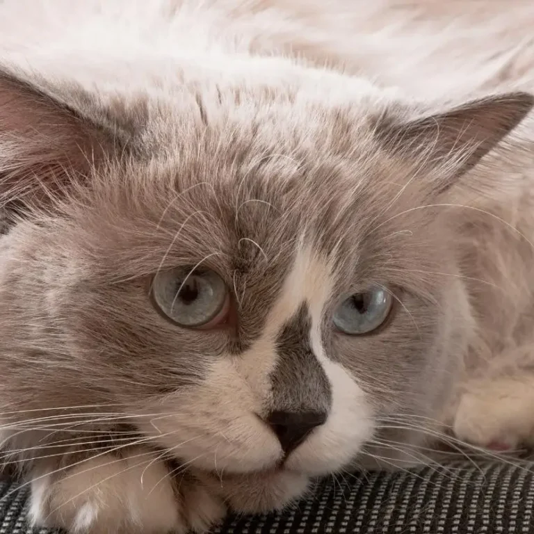 gato ragdoll