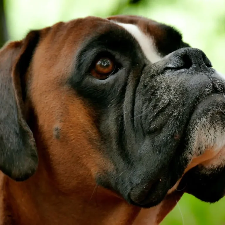 cachorro boxer