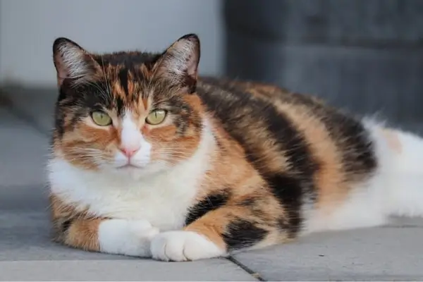Gatos de 3 Cores