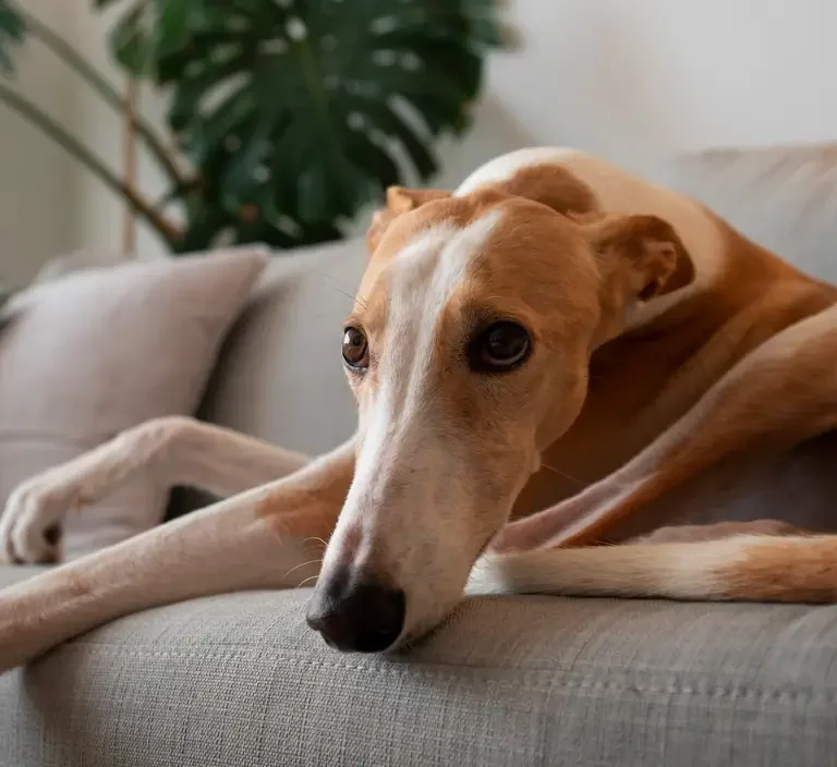 Cachorro Raça Galgo