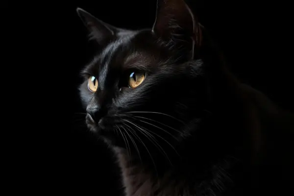 Raças de Gatos Pretos