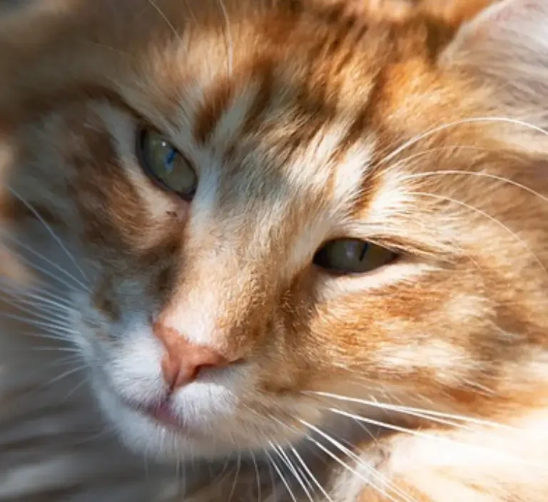 gatos de raças grandes
