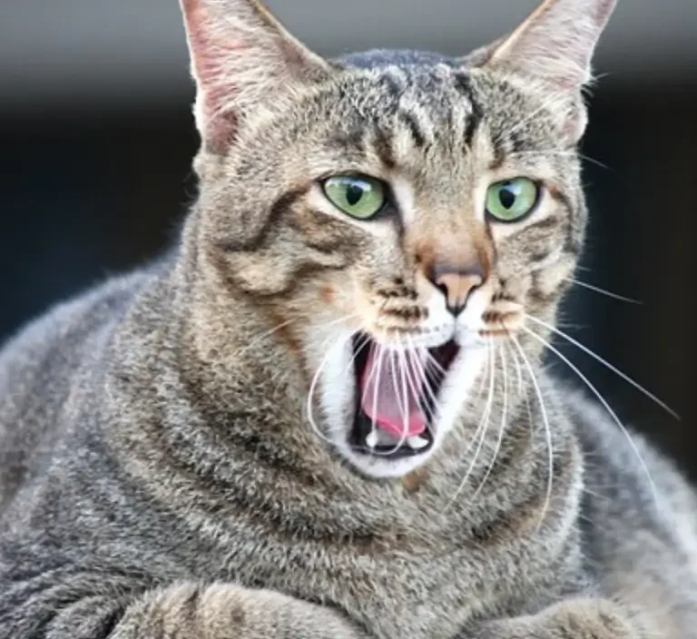 gato obeso
