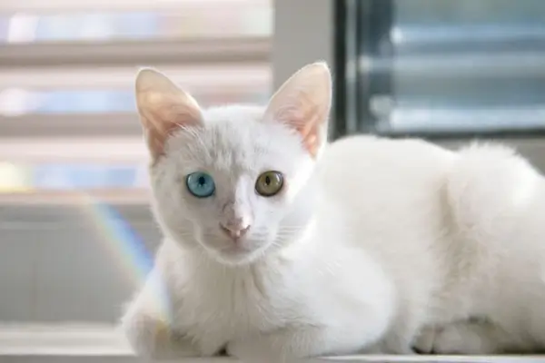 Raças de Gatos Brancos