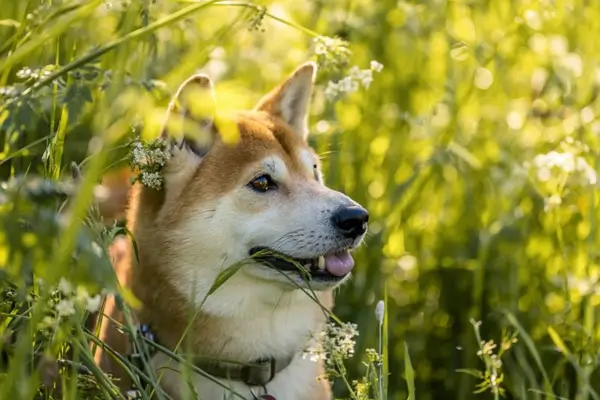 Akita Inu