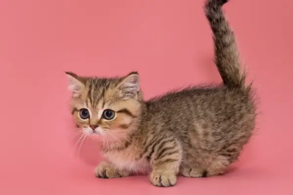 gato anão