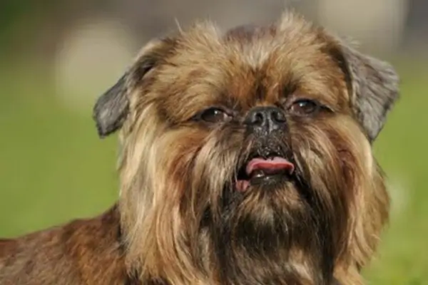 cachorros de raça pequena