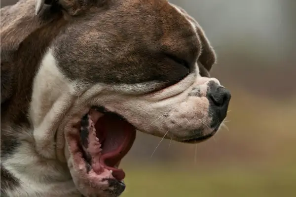 Como desengasgar cachorro