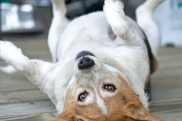 Cachorro Com Barriga D'água