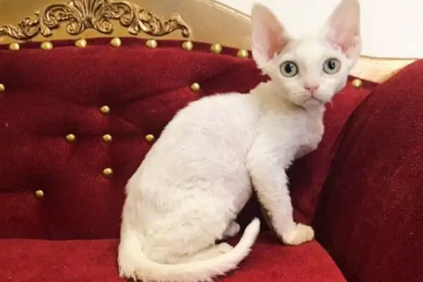 Raças de Gatos Brancos
