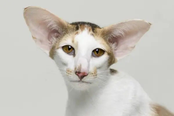 Oriental Shorthair