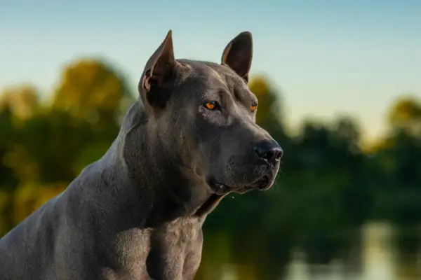 Thai Ridgeback