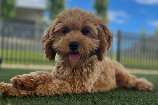 Cavoodle