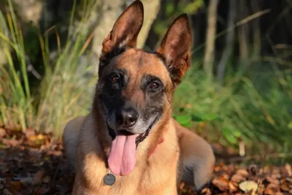 Pastor Belga Malinois