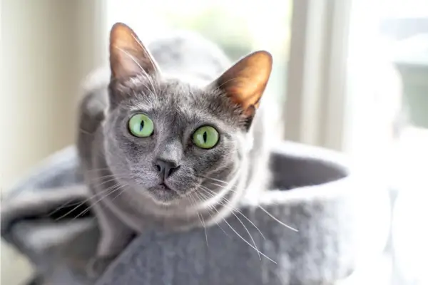 gato korat