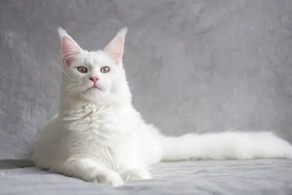 Raças de Gatos Brancos