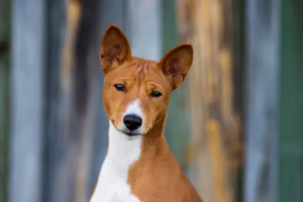 Basenji