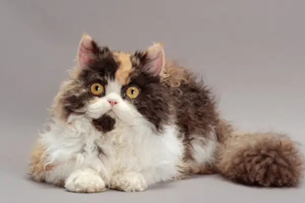Selkirk Rex