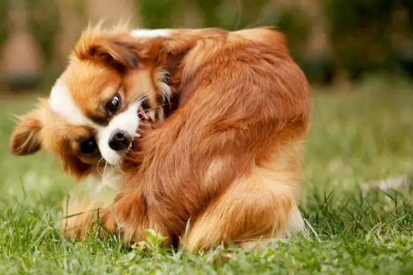 Cachorro Com Coceira